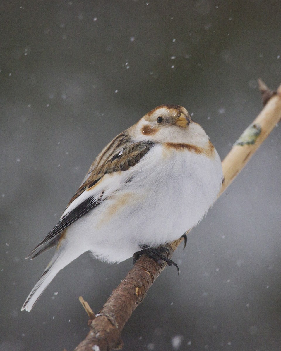 Snow Bunting - pierre martin