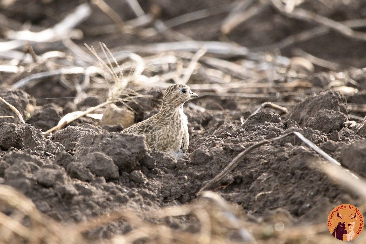 Least Seedsnipe - ML156660801