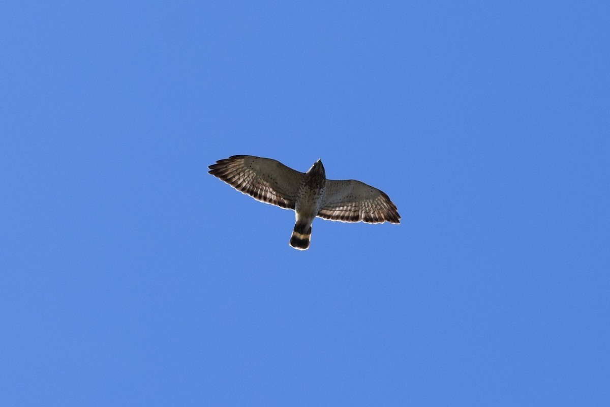 Broad-winged Hawk - Mike Norton