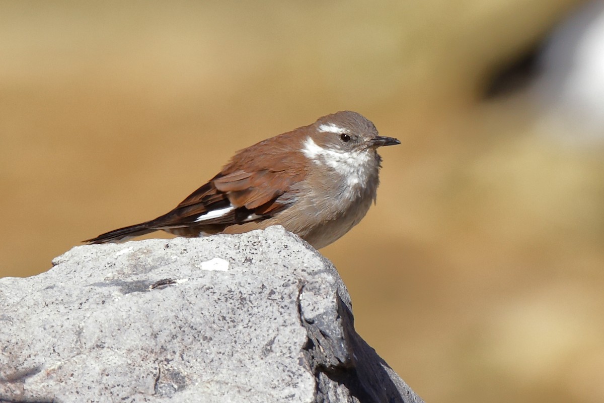 White-winged Cinclodes - ML156661621