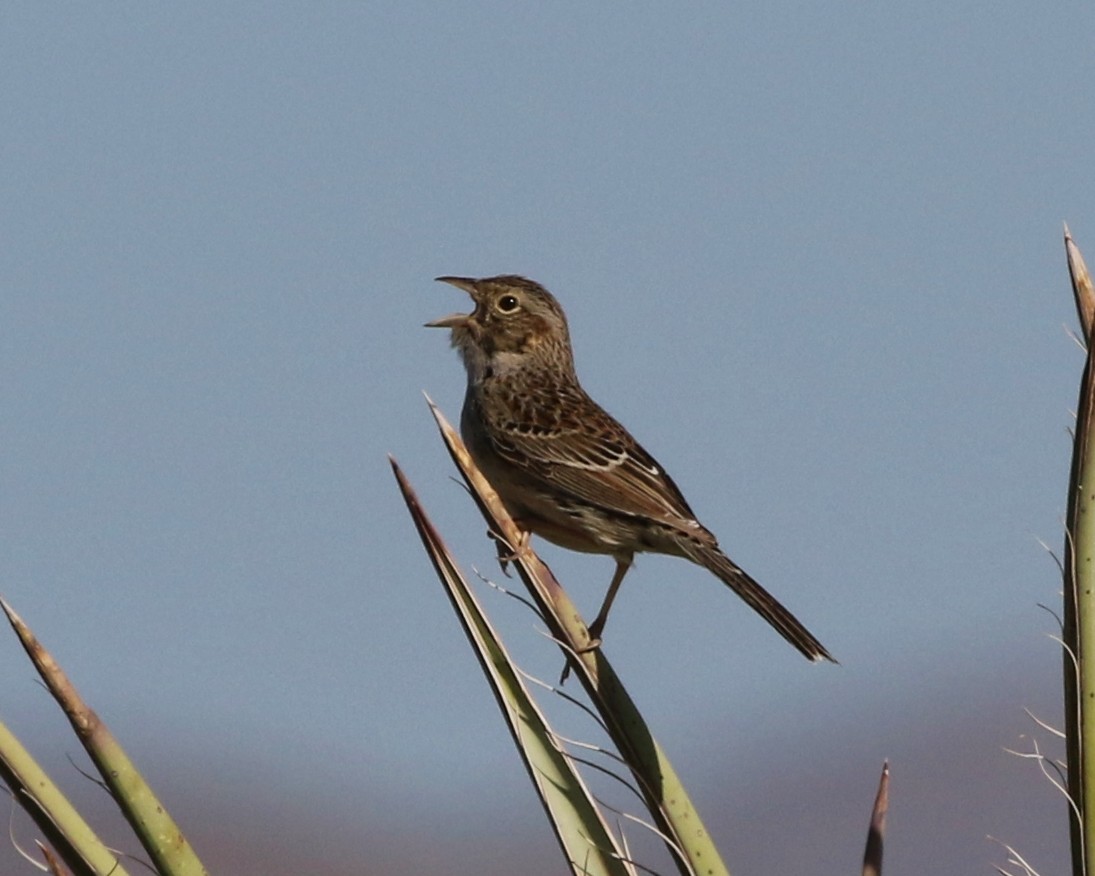 Cassin's Sparrow - Tom Benson