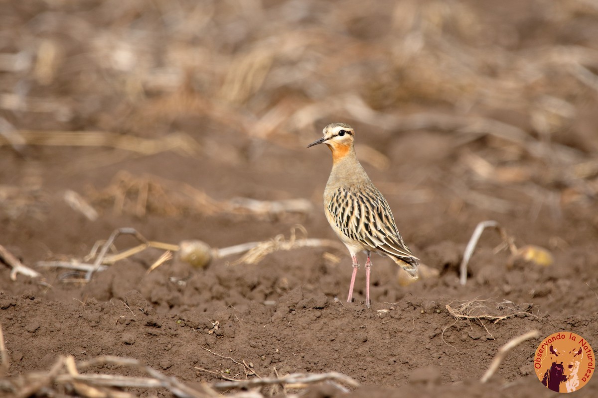 Tawny-throated Dotterel - Nahuel Melisa Aguirre Gago