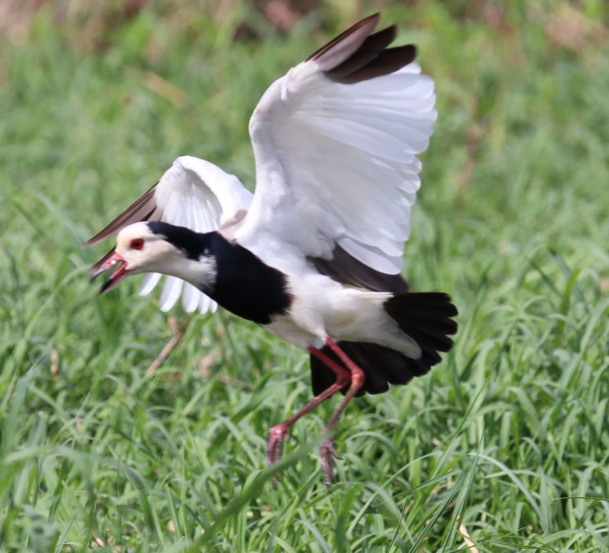 Long-toed Lapwing - Adam Kent