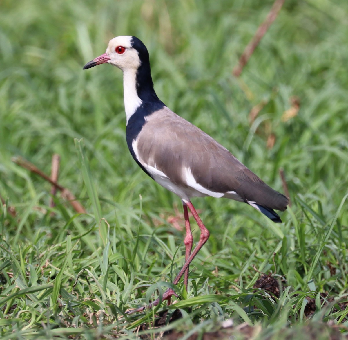 Long-toed Lapwing - Adam Kent