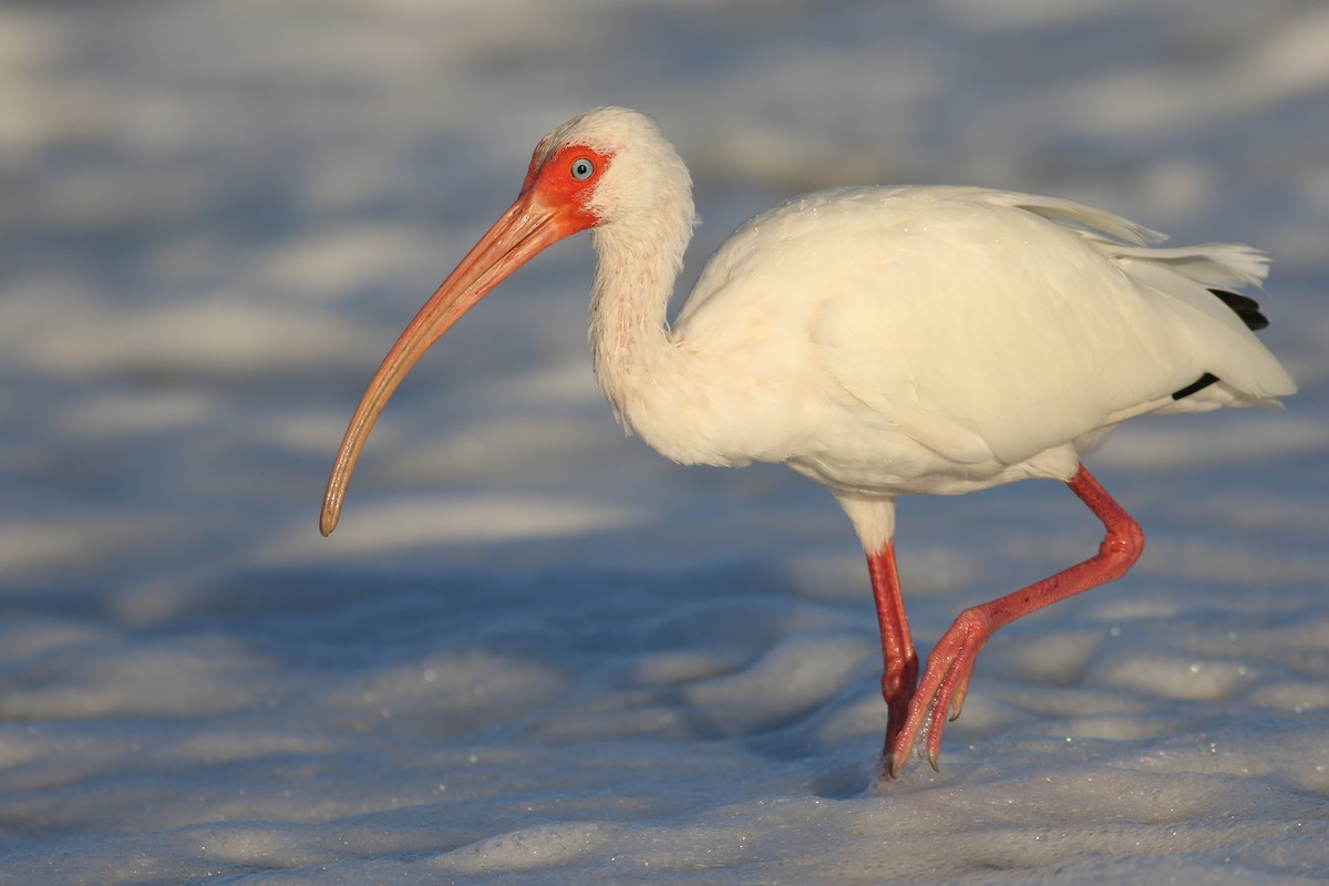 White Ibis - ML156663961