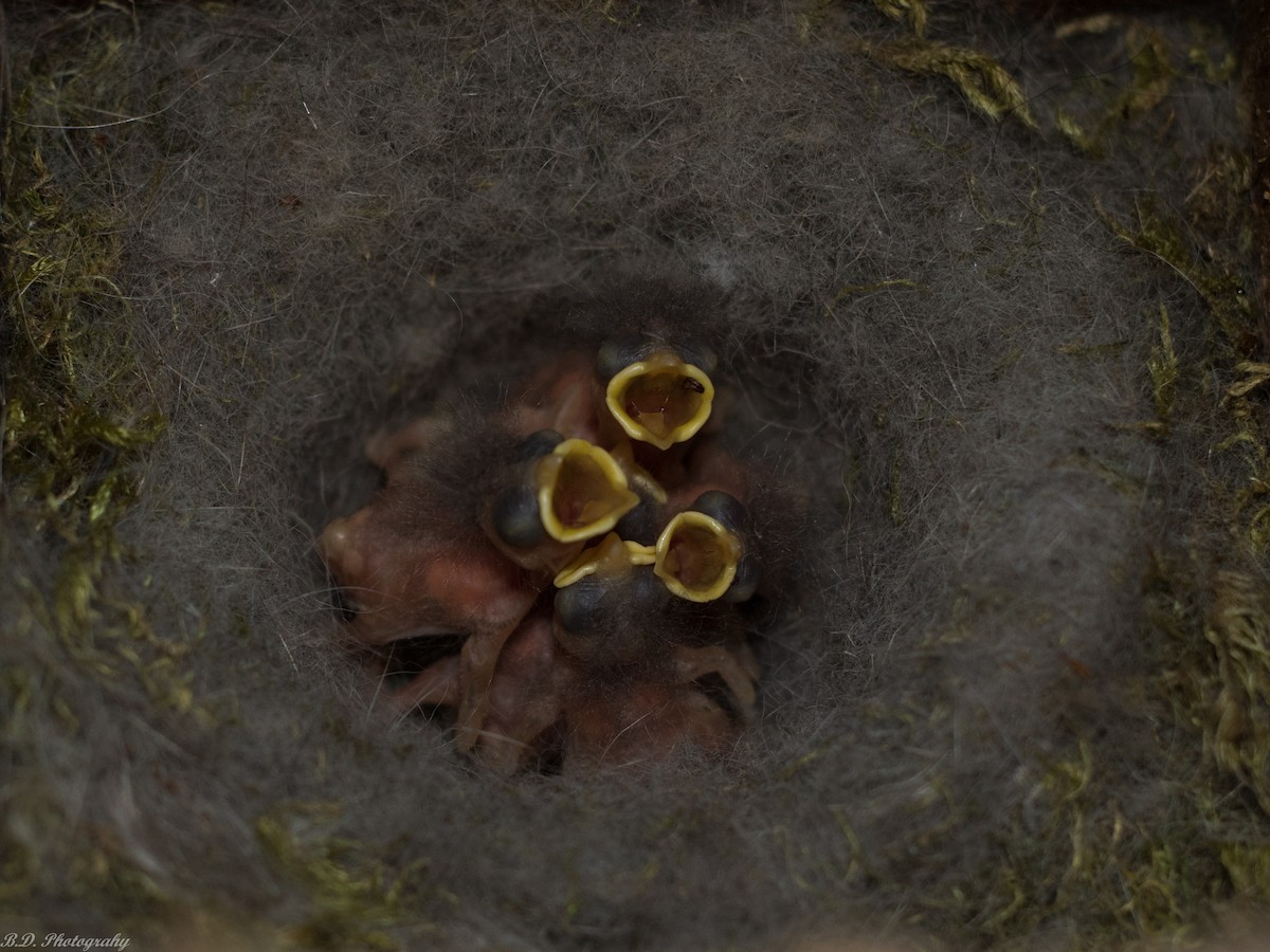 Chestnut-backed Chickadee - Blair Dudeck