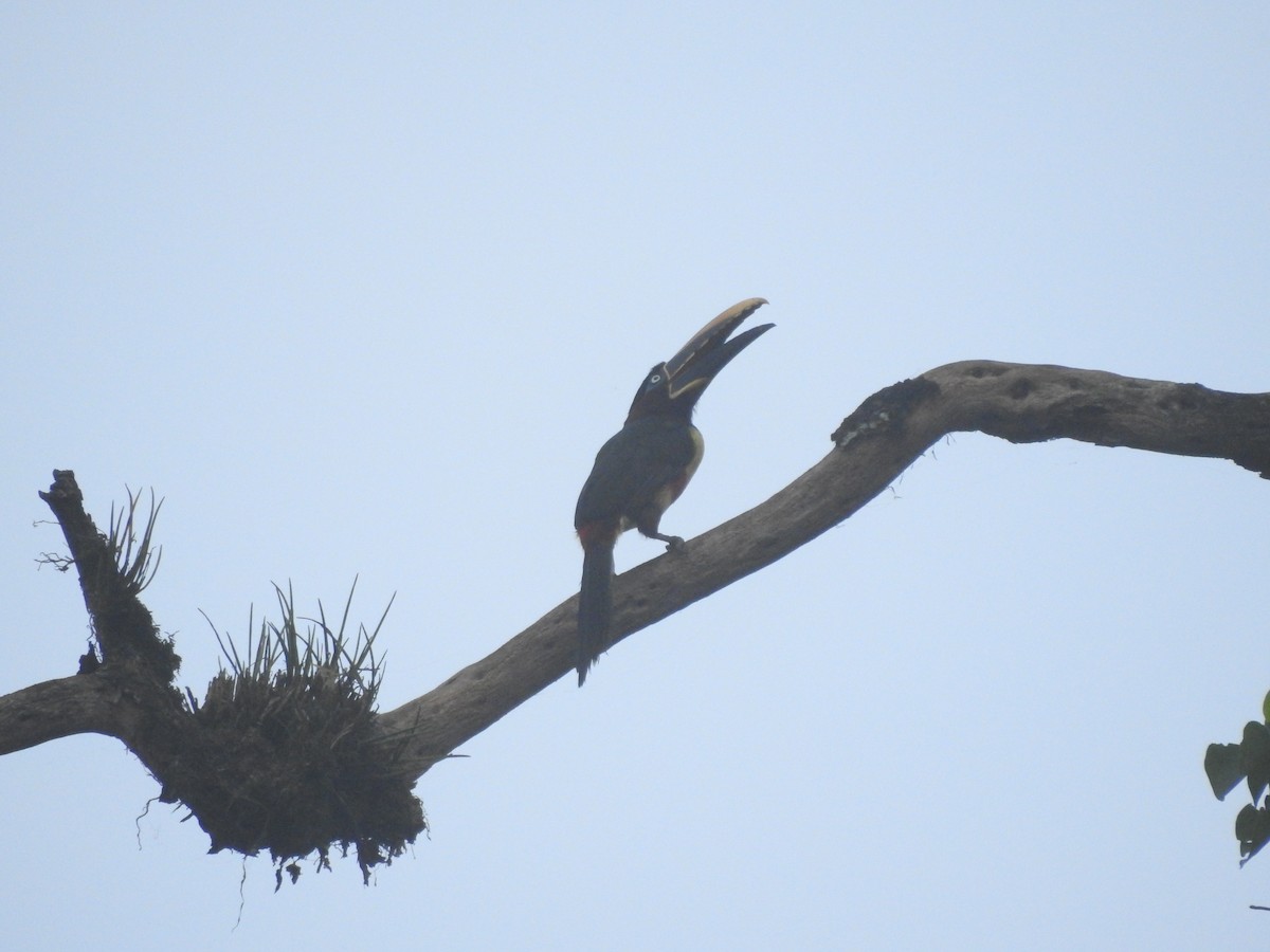 Chestnut-eared Aracari - ML156664581