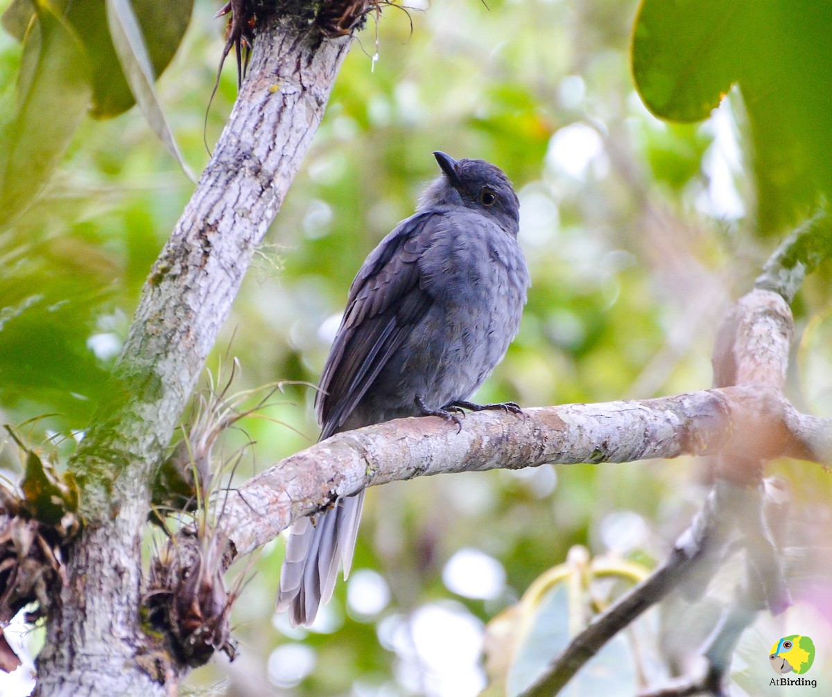 Chestnut-capped Piha - ML156665191