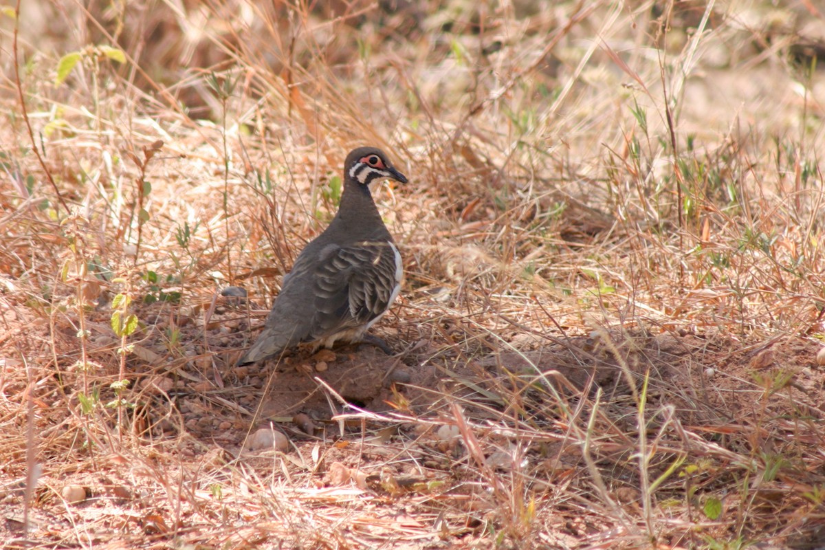 Squatter Pigeon - ML156665701