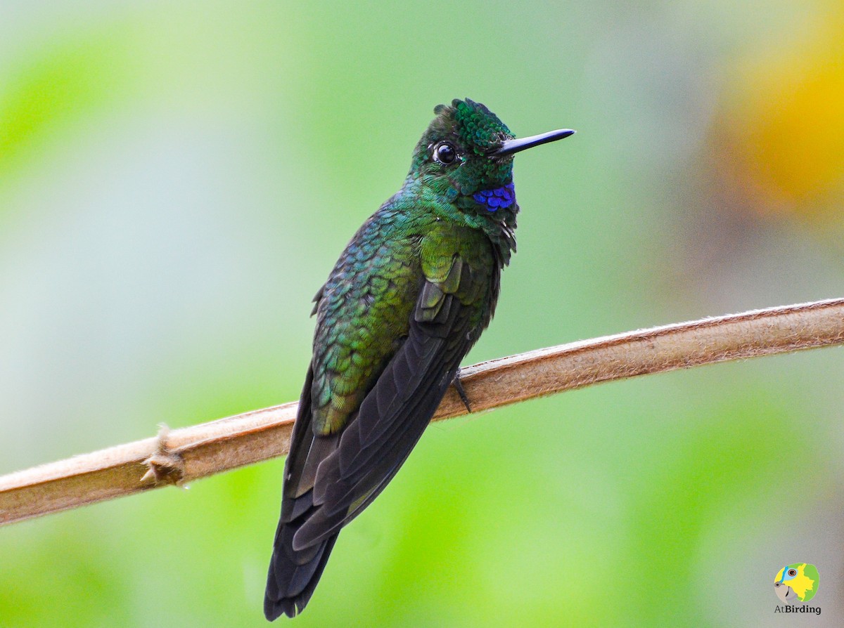 Green-crowned Brilliant - ML156665971