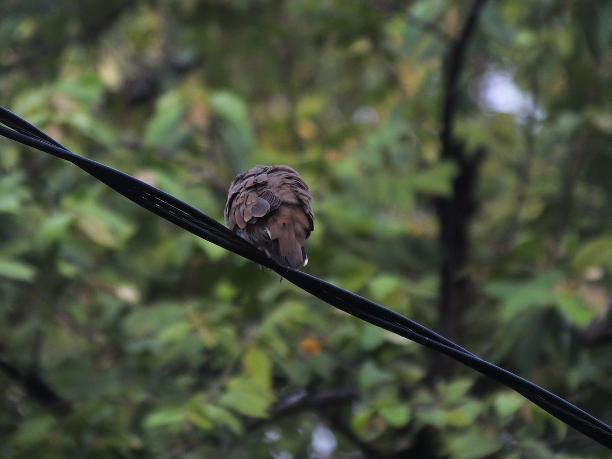 Ruddy Ground Dove - ML156666921