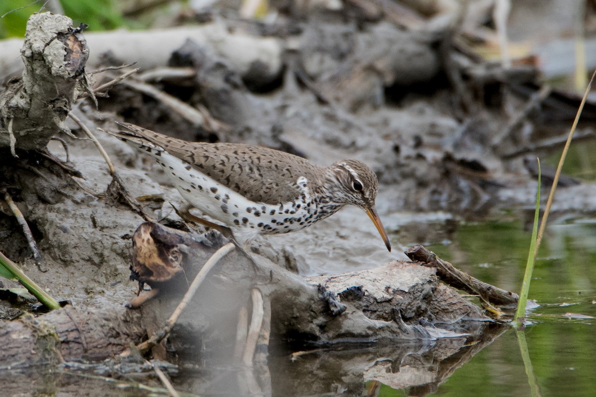 Spotted Sandpiper - Sue Barth