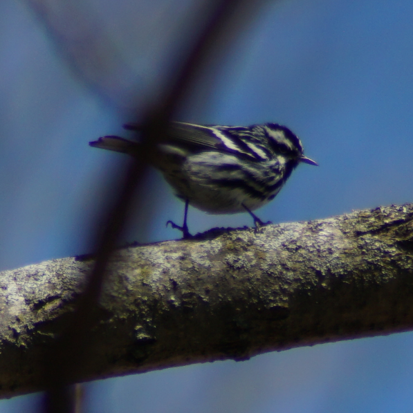 Black-and-white Warbler - ML156674231