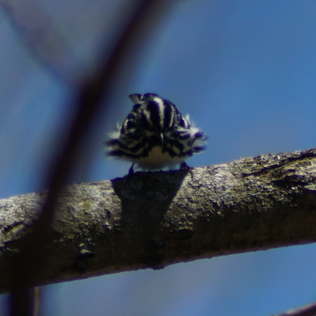 Black-and-white Warbler - ML156674241
