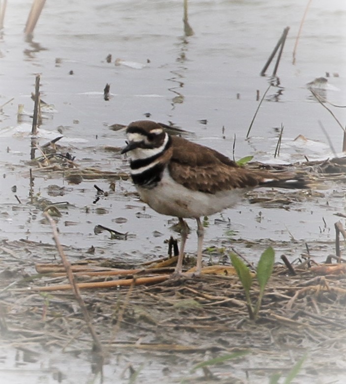 Killdeer - Matthew Valencic