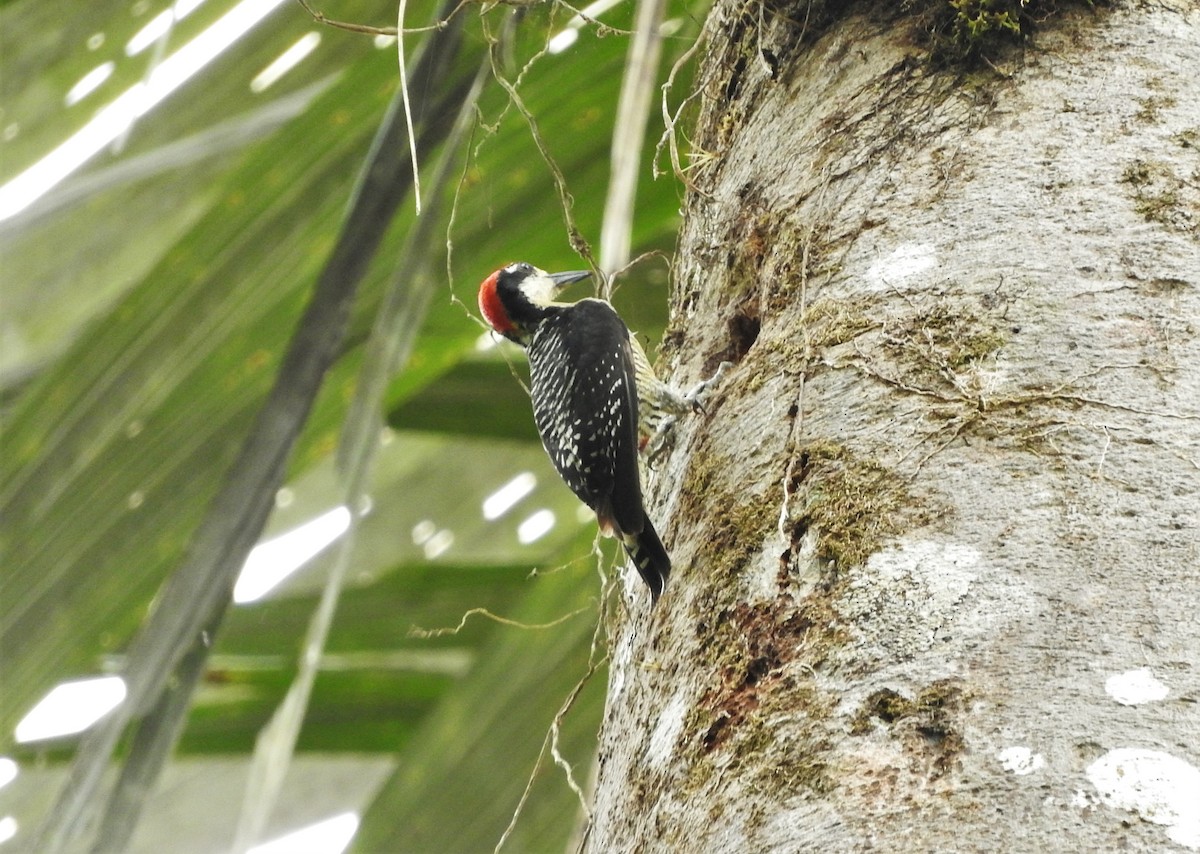 Black-cheeked Woodpecker - ML156675331