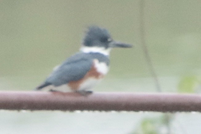 Belted Kingfisher - ML156676811