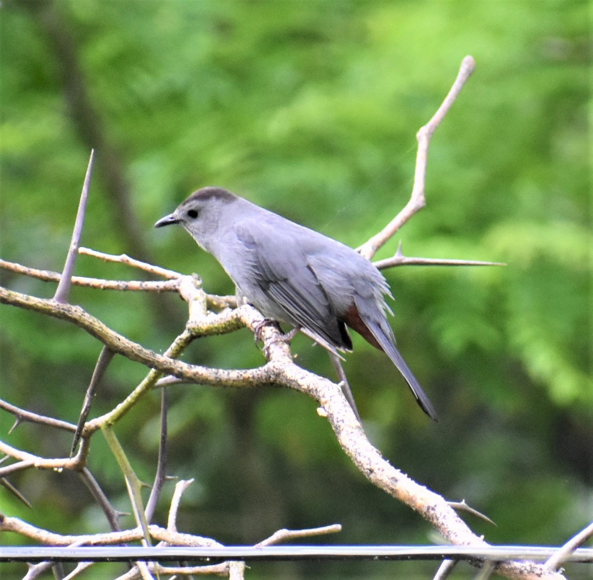 Pájaro Gato Gris - ML156678101