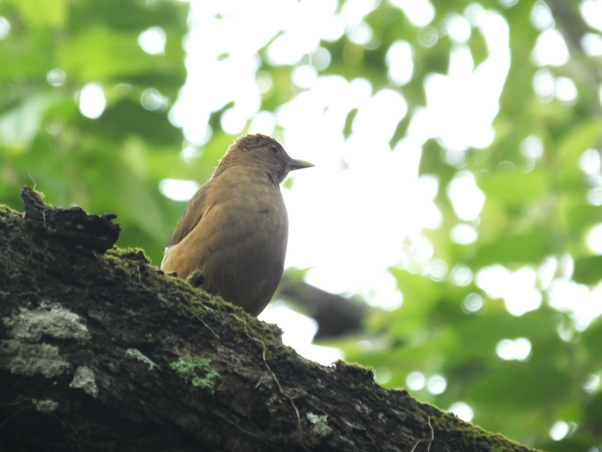 Clay-colored Thrush - ML156679111