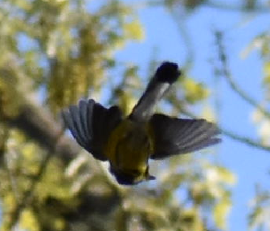 Magnolia Warbler - Joe Gyekis