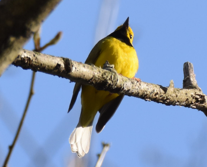 Hooded Warbler - Joe Gyekis