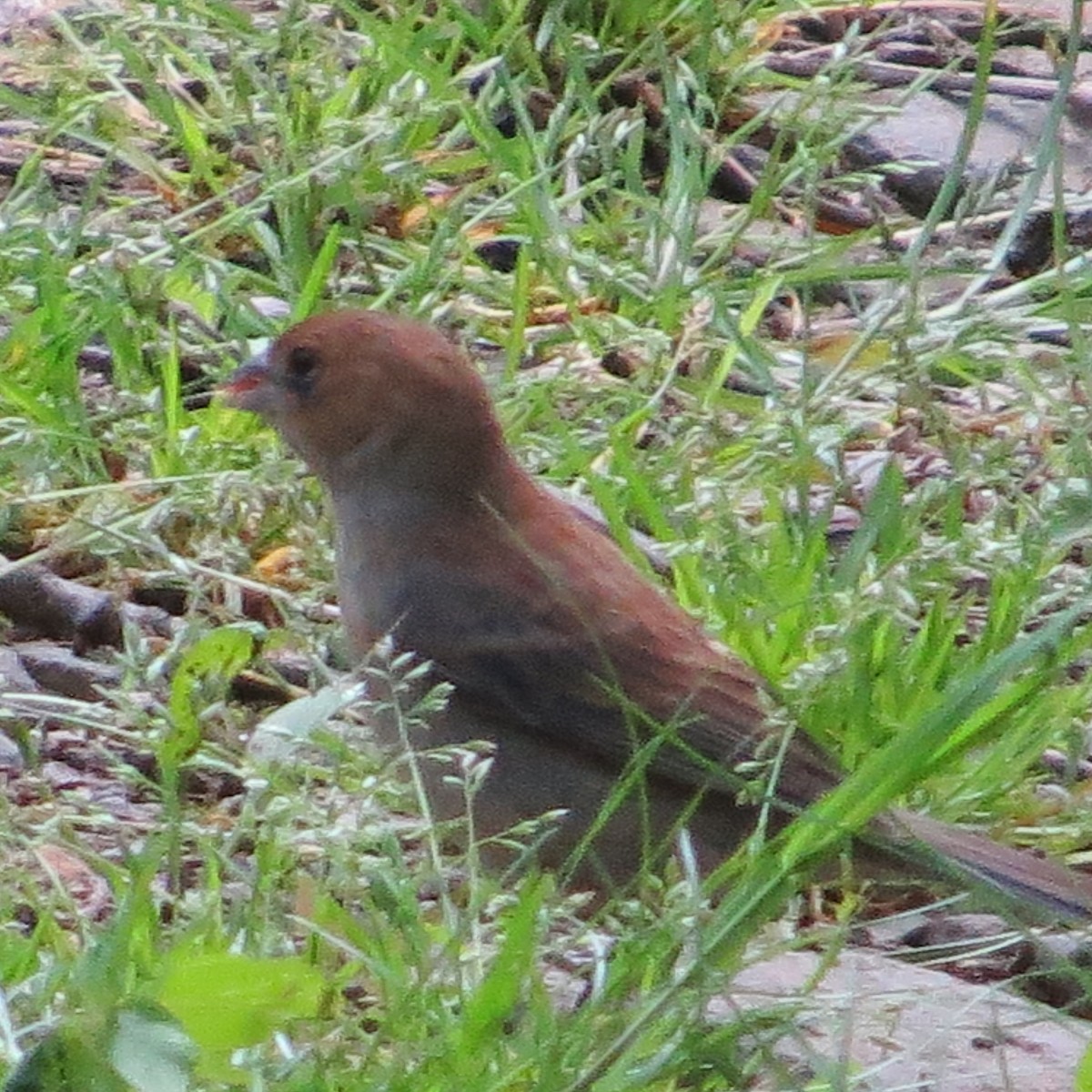 Blue Grosbeak - ML156680791