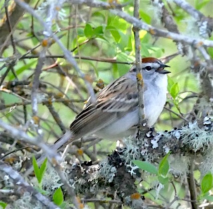 Chipping Sparrow - ML156681151