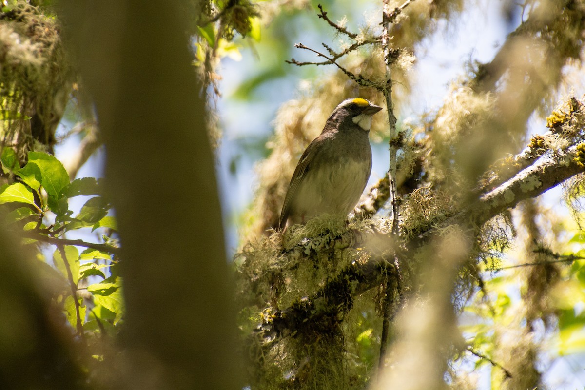 White-throated Sparrow - Chaney Swiney