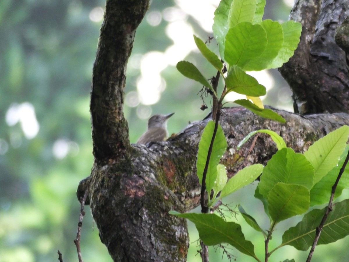 Panama Flycatcher - ML156681711