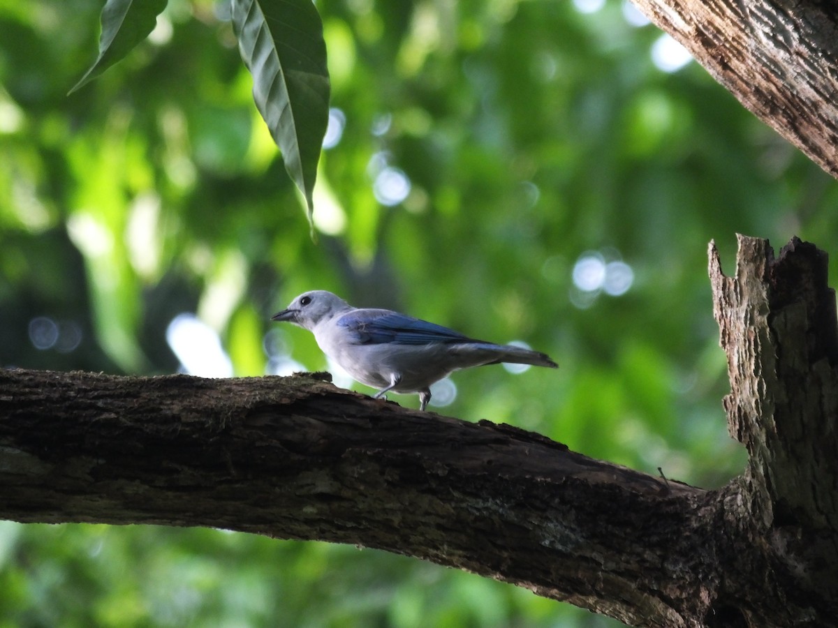 Blue-gray Tanager - ML156682061