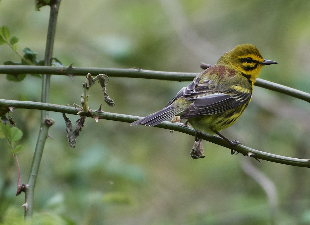 Prairie Warbler - ML156683611