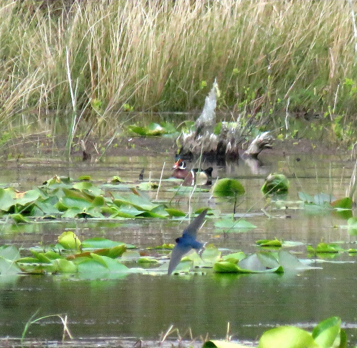 Wood Duck - ML156683951