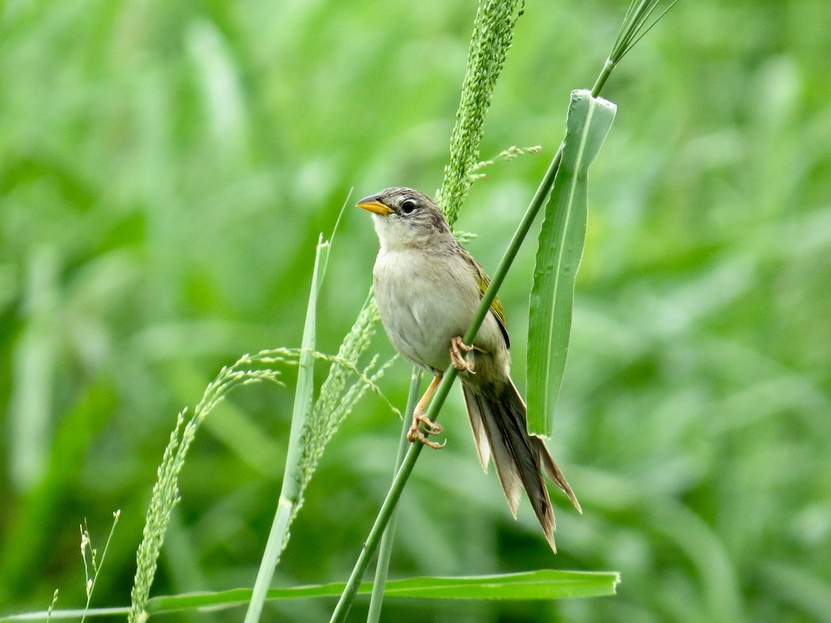 Coludo Colicuña - ML156684191