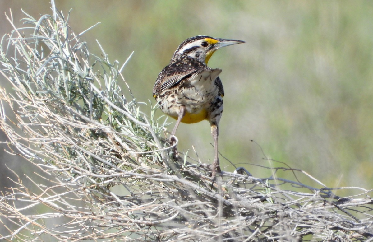 Western Meadowlark - ML156685261