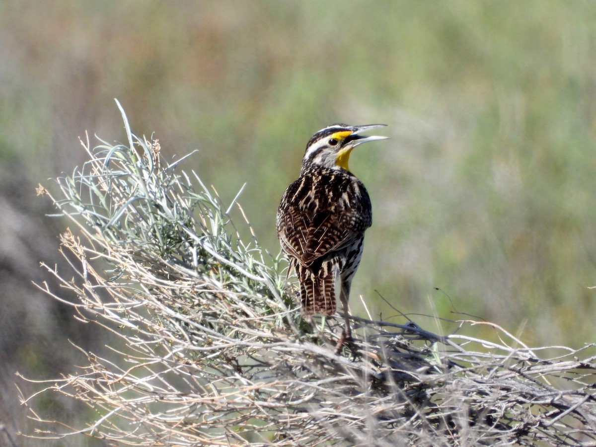 Western Meadowlark - ML156685291