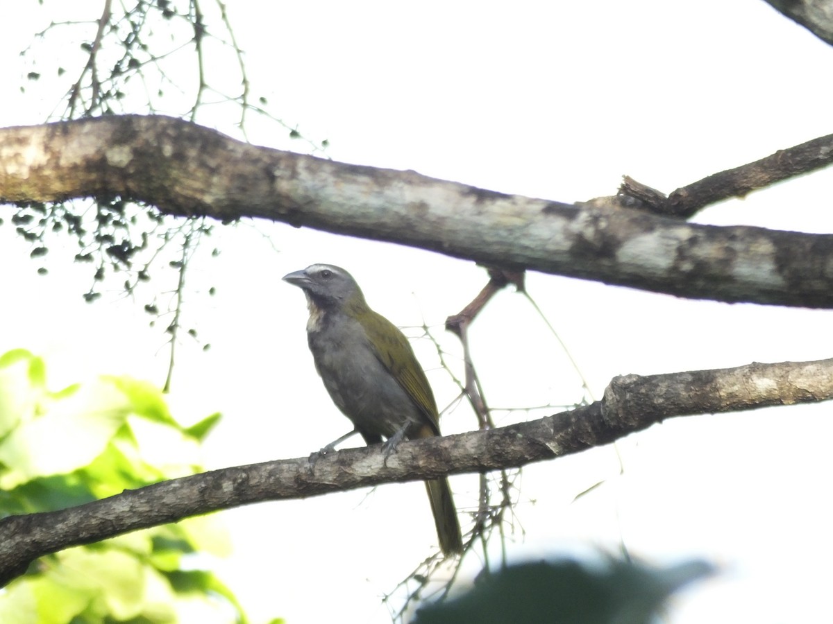 Buff-throated Saltator - ML156685731