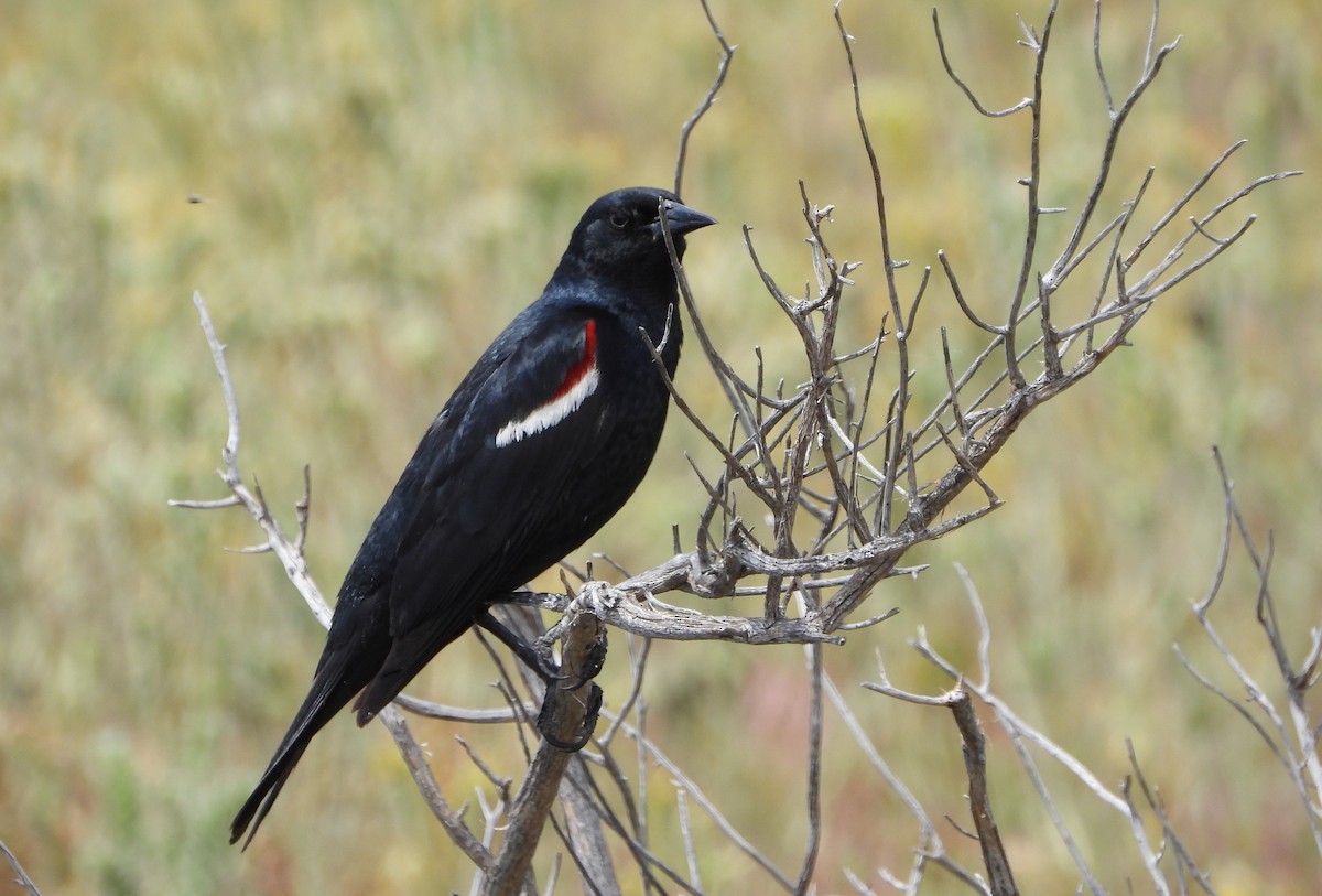 Tricolored Blackbird - ML156685751