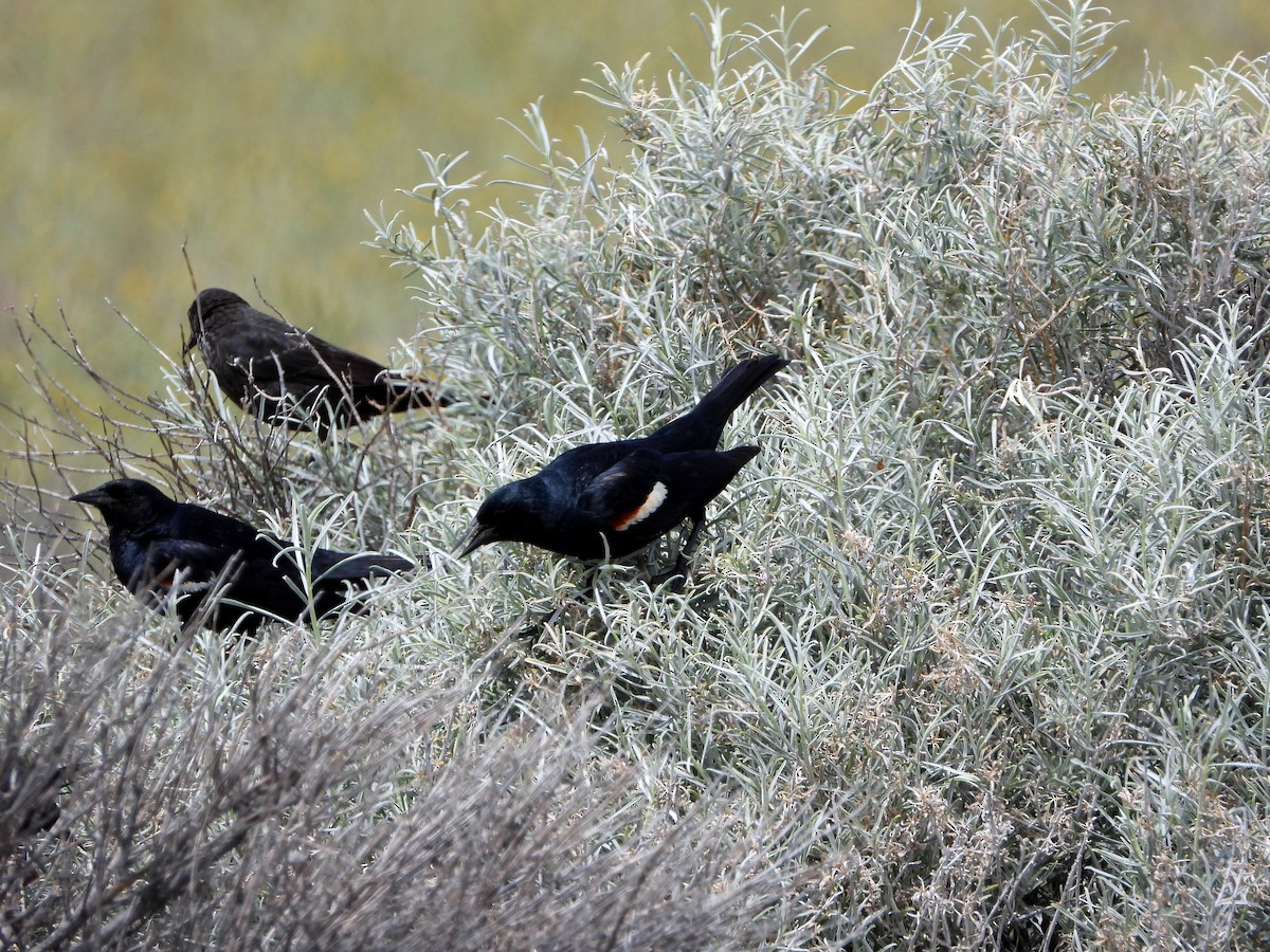 Tricolored Blackbird - ML156685801