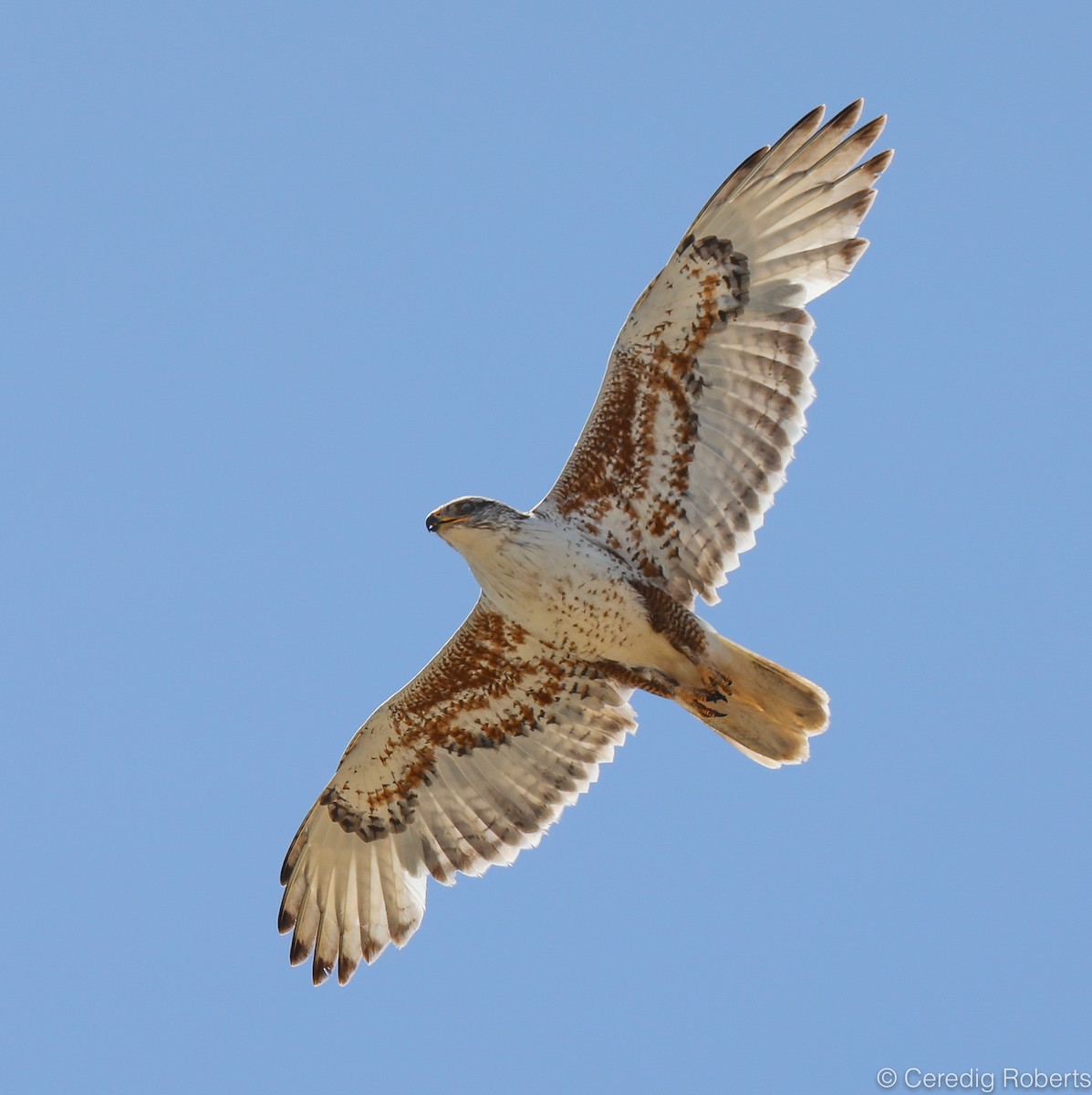 Ferruginous Hawk - ML156686841