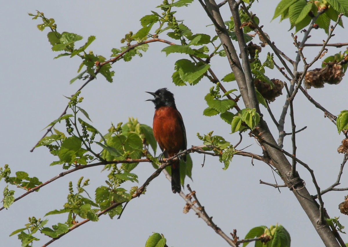 Orchard Oriole - ML156687211