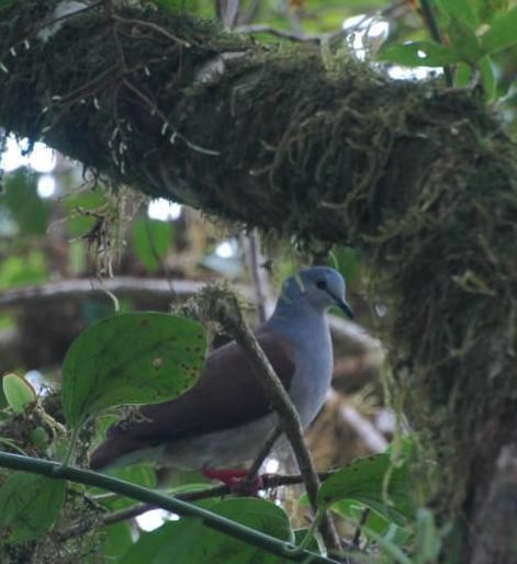 holub šedohlavý (ssp. battyi/malae) - ML156687591