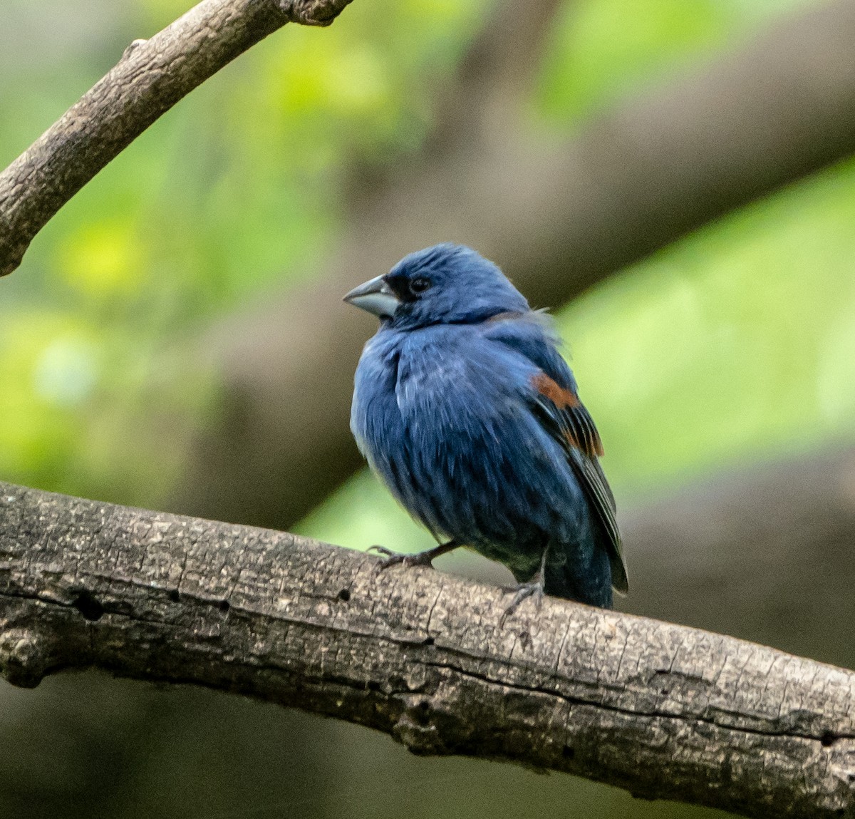 Blue Grosbeak - Gerald McGee