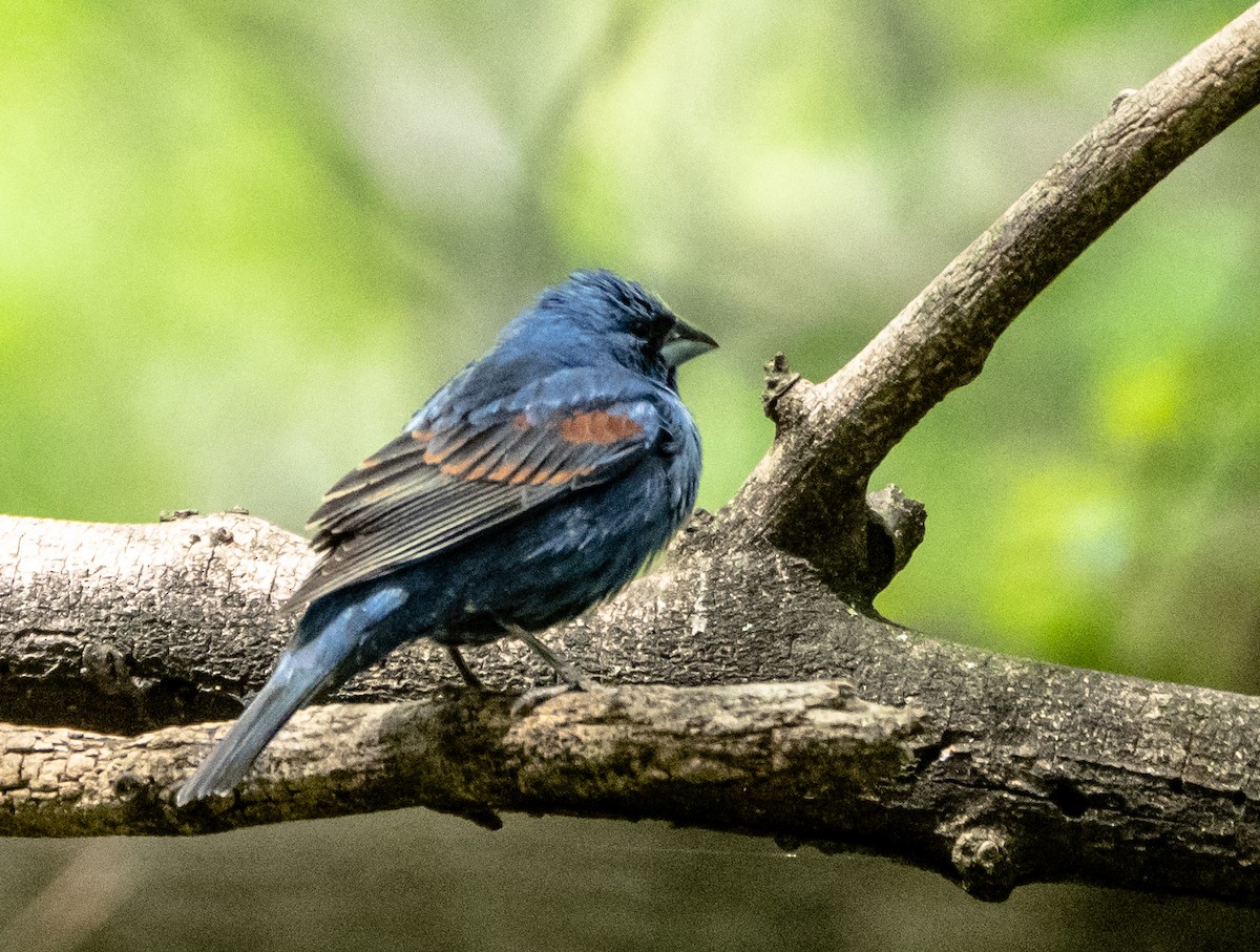 Blue Grosbeak - Gerald McGee