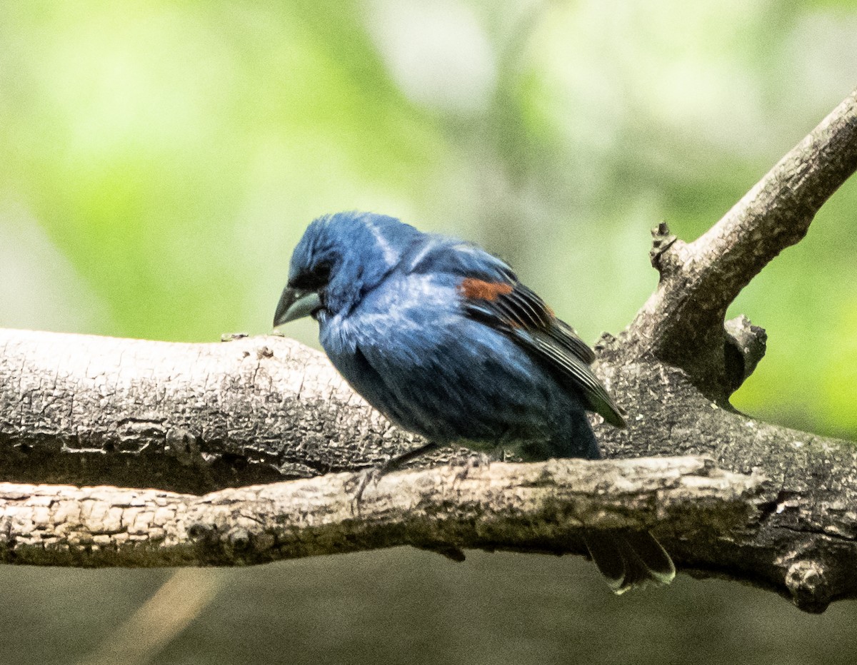 Blue Grosbeak - Gerald McGee