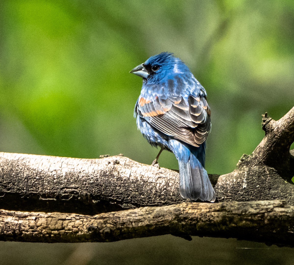 Blue Grosbeak - Gerald McGee