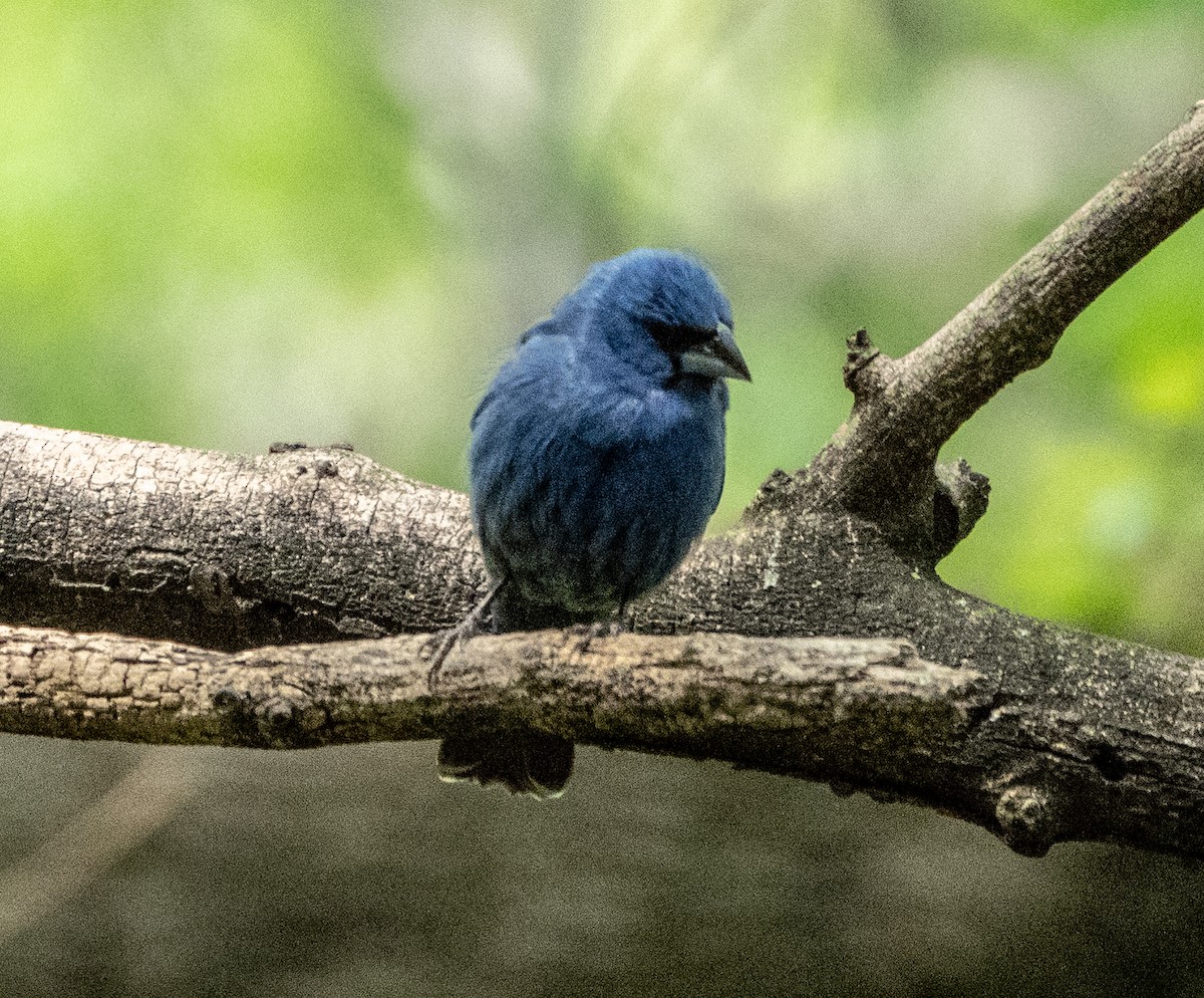 Blue Grosbeak - Gerald McGee