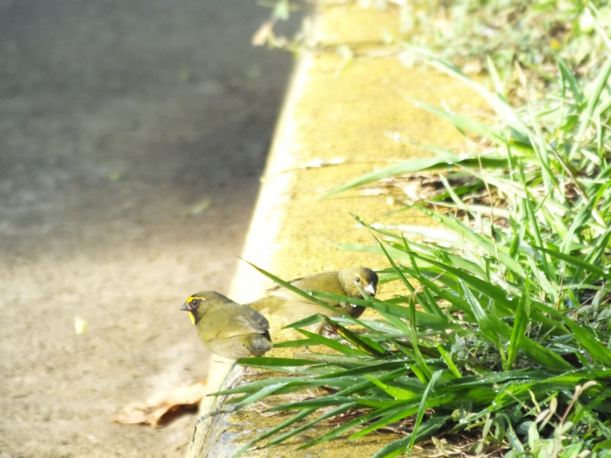 Yellow-faced Grassquit - ML156688591