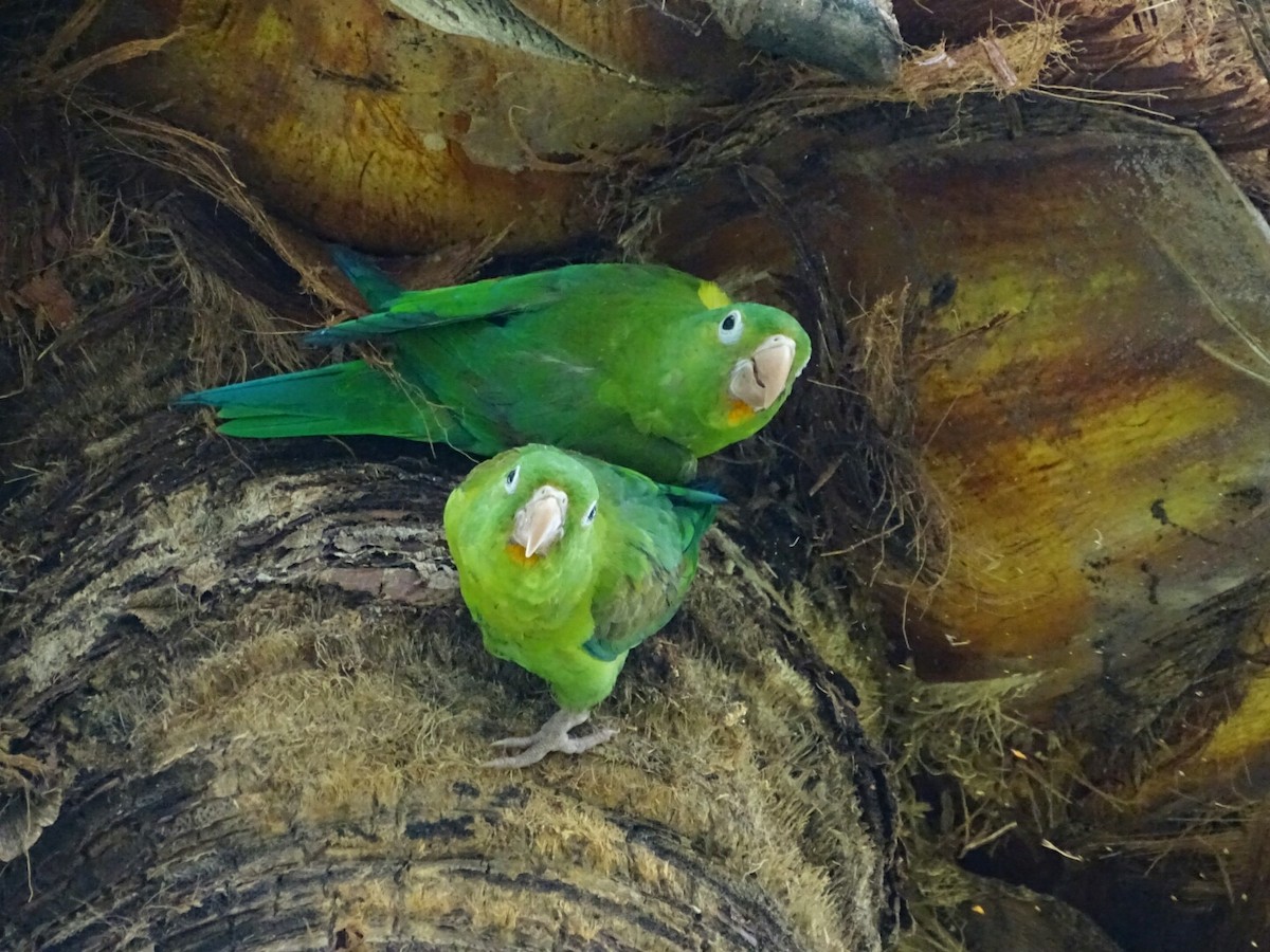 Orange-chinned Parakeet - ML156689851