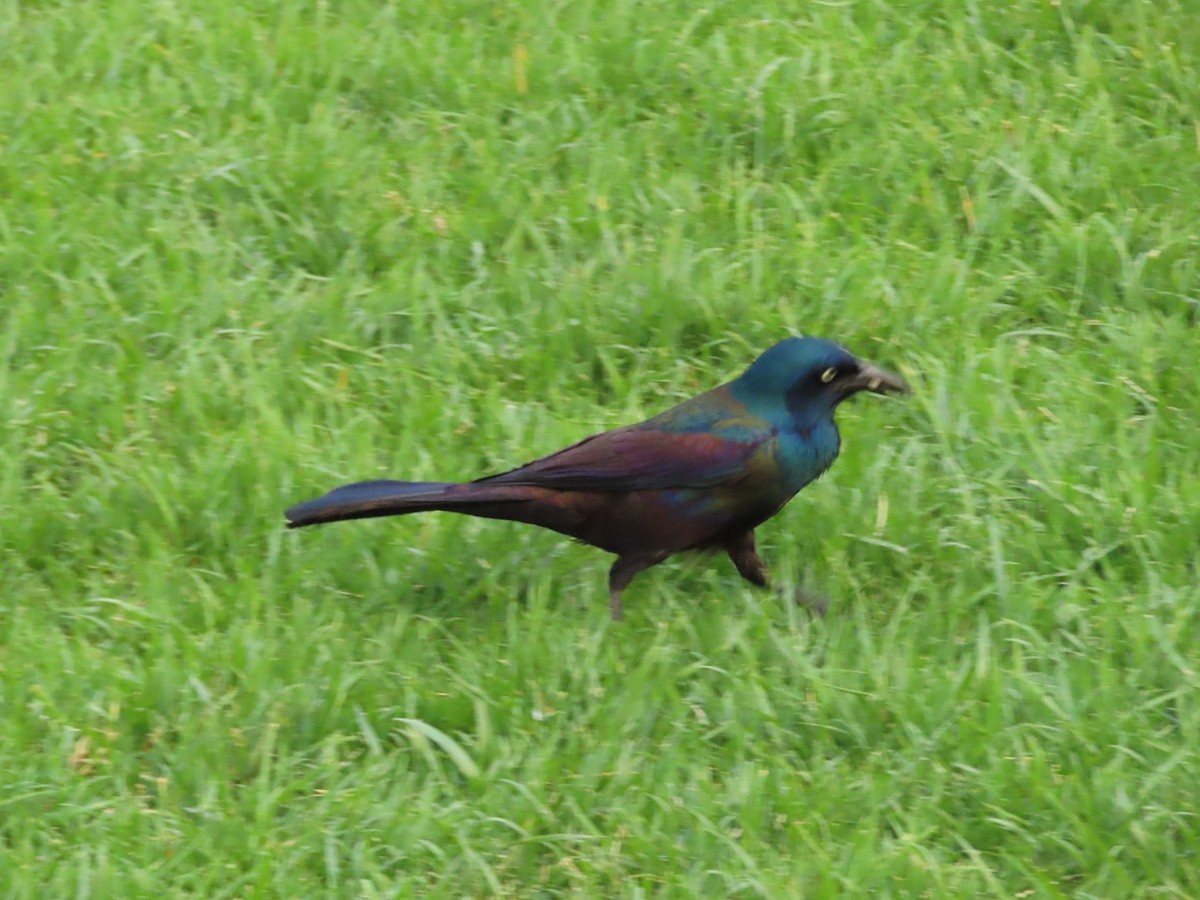 Common Grackle - ML156690001