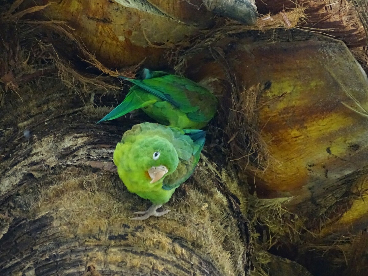 Orange-chinned Parakeet - ML156690121